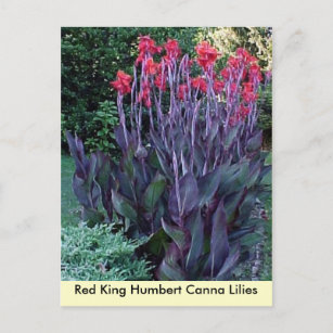 Red King Humbert Canna Lilies Postkarte