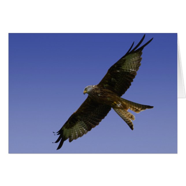 Red Kite 1 (Vorderseite (Horizontal))