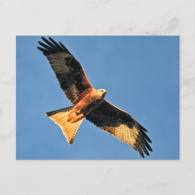 Red Kite Bird of Prey Postkarte (Vorderseite)
