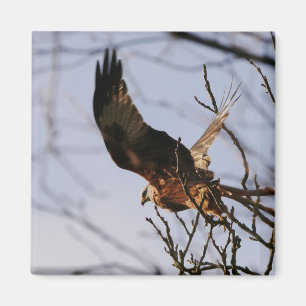 Red Kite hebt Magnet ab