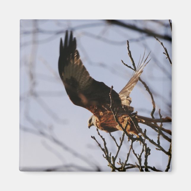 Red Kite hebt Magnet ab (Vorne)