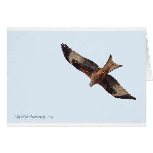 Red Kite in Sky (Vorderseite (Horizontal))
