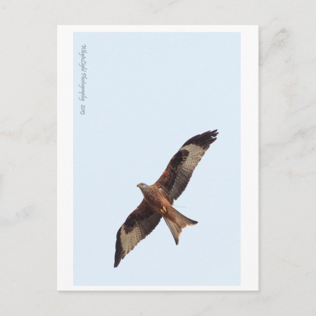 Red Kite in Sky Postkarte (Vorderseite)