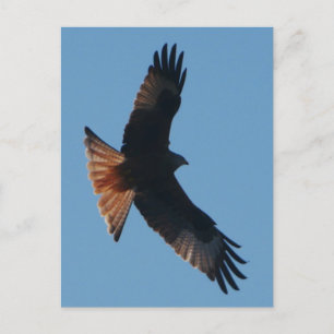 Red Kite Postcard Postkarte