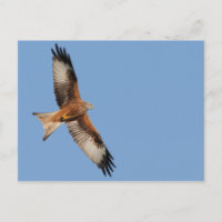 Red Kite Postcard