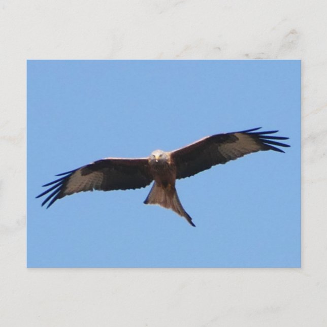 Red Kite Postcard  Postkarte (Vorderseite)
