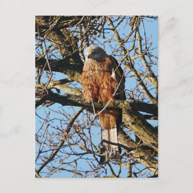 Red Kite Postcard Postkarte (Vorderseite)