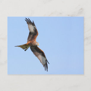 Red Kite Postcard Postkarte