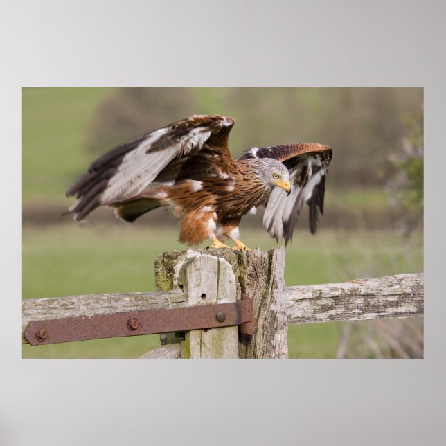 Red Kite Poster (Vorne)