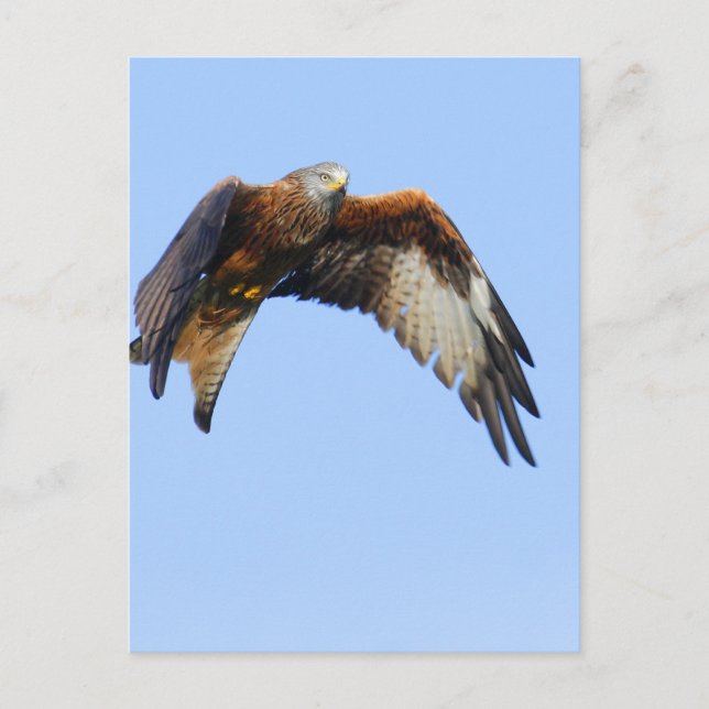 Red Kite Postkarte (Vorderseite)