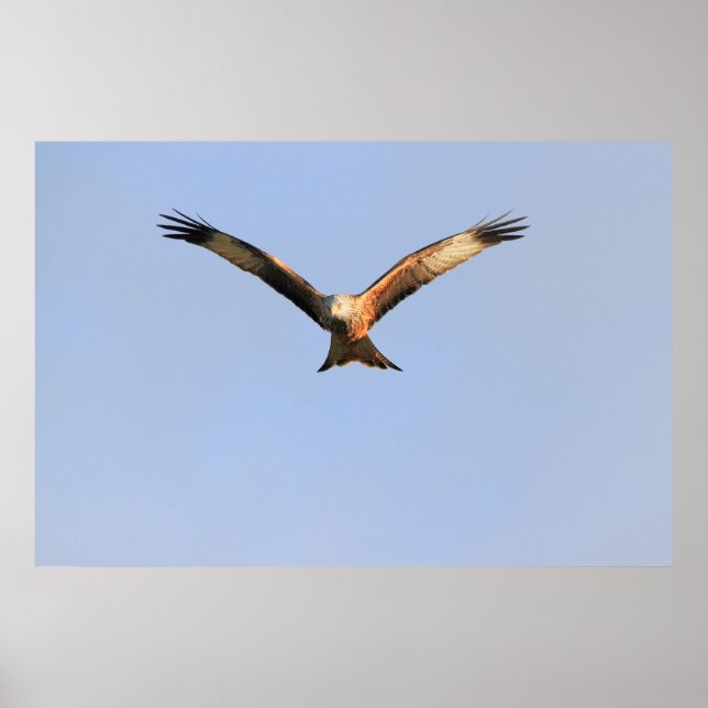 Red Kite Print Poster (Vorne)
