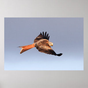 Red Kite Print Poster