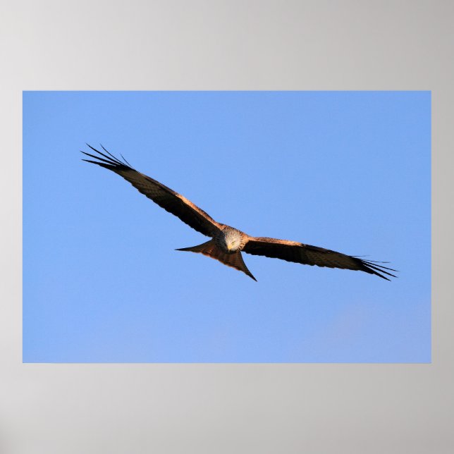 Red Kite Soaring Print Poster (Vorne)