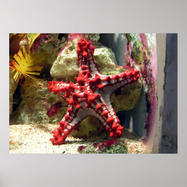 Red Knobbed Starfish - Unglaublicher Schuss Poster (Vorne)