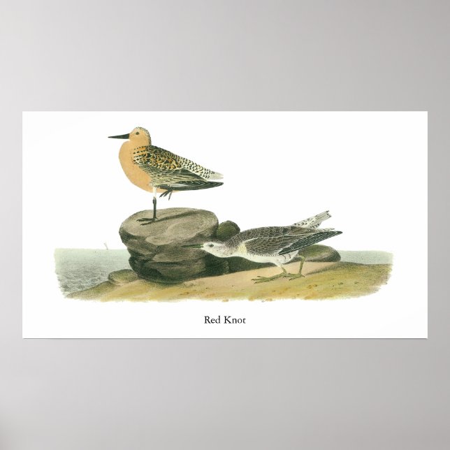 Red Knot, John Audubon Poster (Vorne)