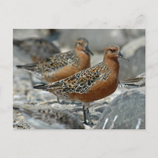 Red Knot Postkarte