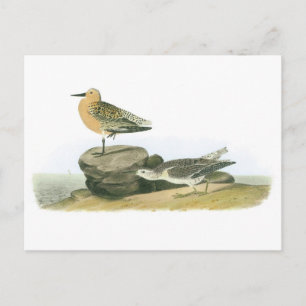 Red Knot von Audubon Postkarte
