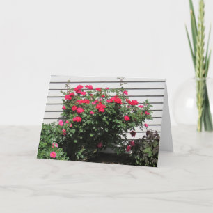 Red Kordes Kardinal Rose Karte