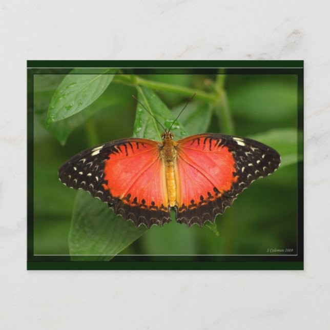Red Lacewing Postkarte (Vorderseite)