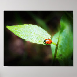 Red Lady Bug Nah in Naturfotografie Poster