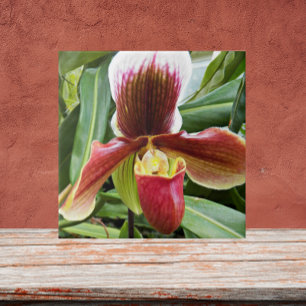 Red Lady Slipper Orchid Floral Fliese