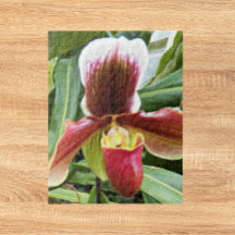 Red Lady Slipper Orchid Floral
