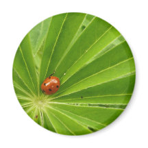 Red Ladybird auf Lupin Leaf Magnet