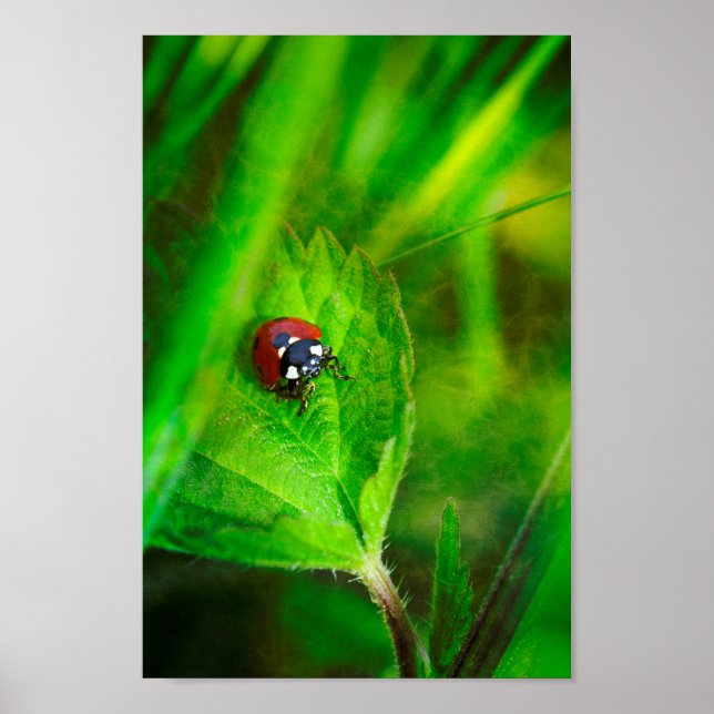 Red Ladybird Poster (Vorne)