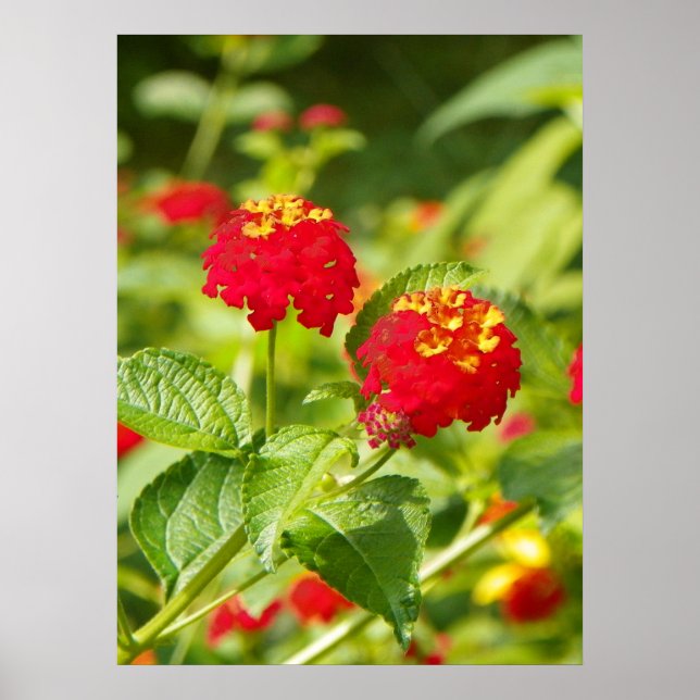 RED LANTANA Poster (Vorne)