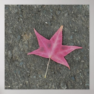 Red Leaf Foto Poster