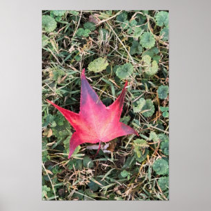 Red Leaf Foto Poster