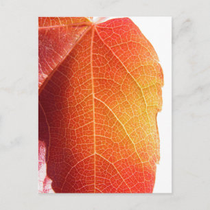 Red Leaf Postkarte