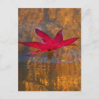 Red Leaf Postkarte