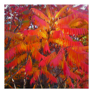Red Leaf Tree Perfect Poster