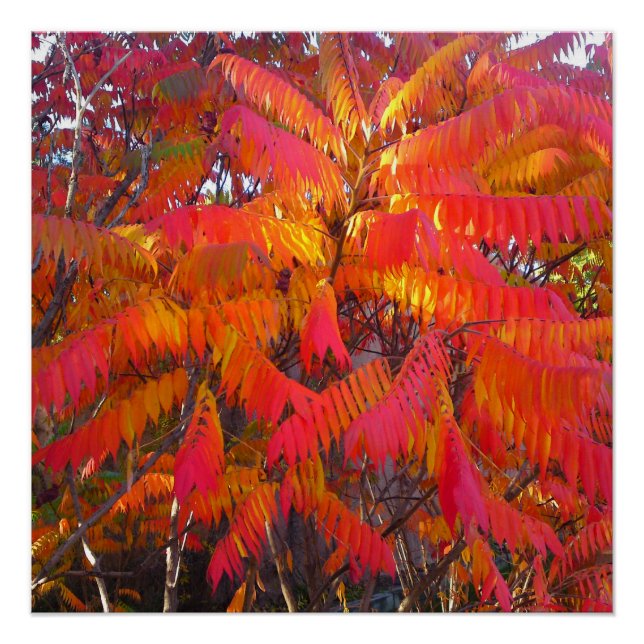 Red Leaf Tree Perfect Poster (Vorderseite)