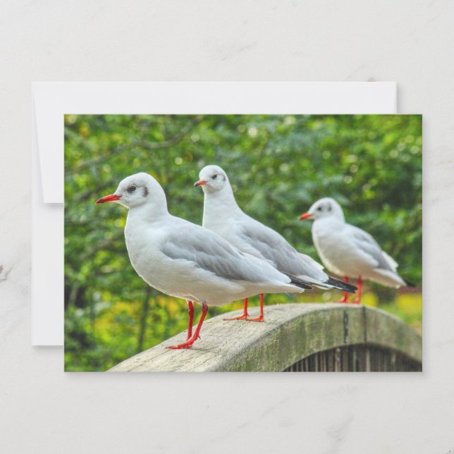Red Leged Kittiwakes Karte (Vorderseite)
