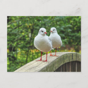 Red Leged Kittiwakes Postcard Postkarte