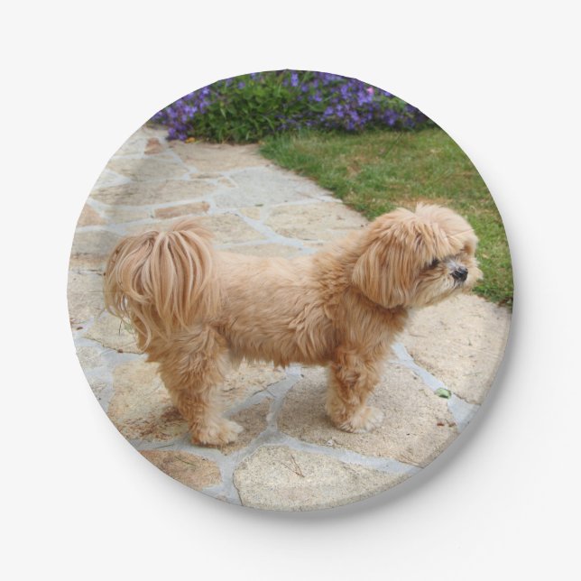 Red Lhasa Apso Hund Pappteller (Vorderseite)