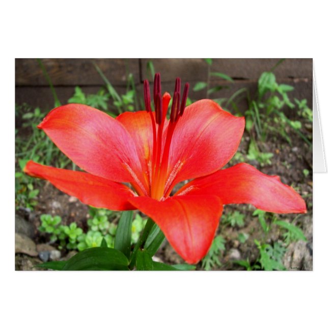 Red Lilie 2 (Vorderseite (Horizontal))