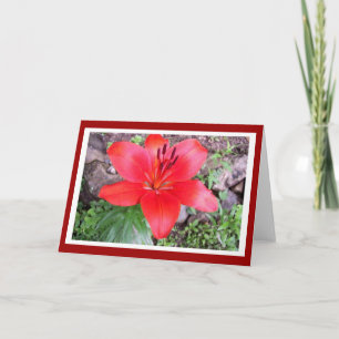 Red Lilie 2 Karte