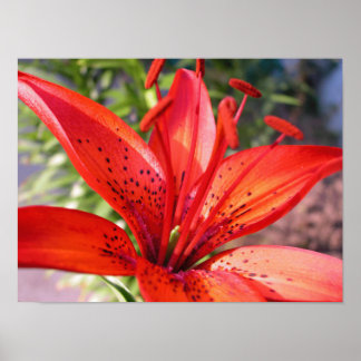 Red Lilly Canvas Print Poster