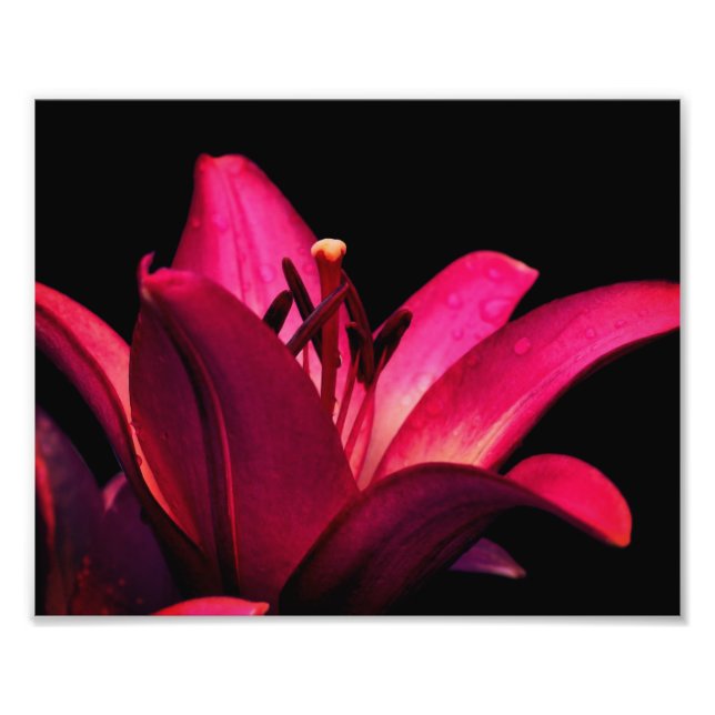 Red Lily Blume Nah bis 8x10 Fotodruck (Vorne)