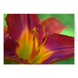 Red Lily Blume Nah Up Note Card