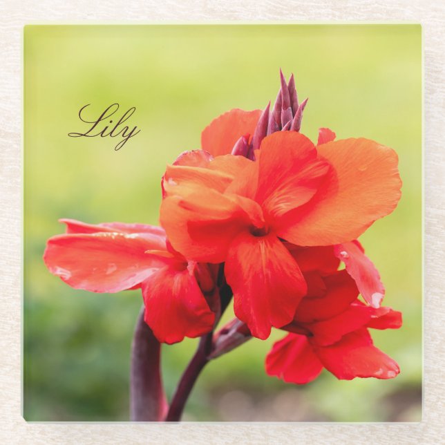 Red Lily Individuelle Name Glasuntersetzer (Vorderseite)