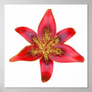 Red Lily - Lilium asiatic Foil Accent Print Poster