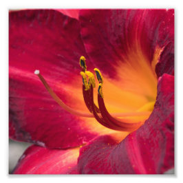 Red Lily Macro Blume Fotodruck