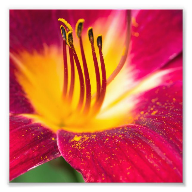 Red Lily Nah Macro Fotodruck (Vorne)