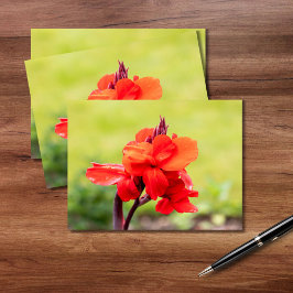 Red Lily Postkarte