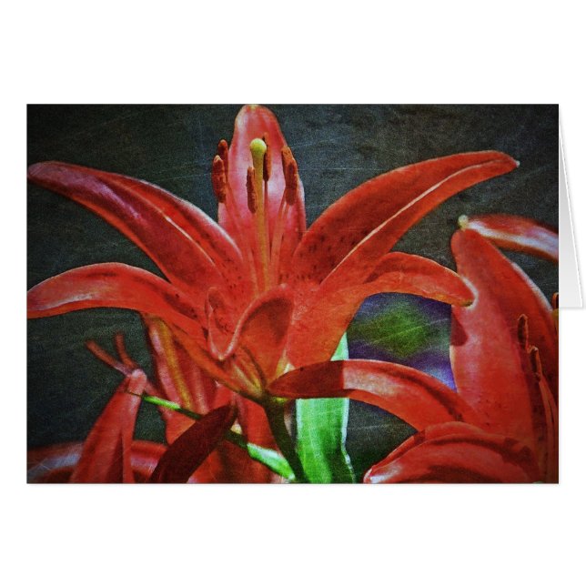 Red Lily Textured by Shirley Taylor (Vorderseite (Horizontal))