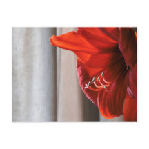 Red Lion Amaryllis Blume Foto Postkarte